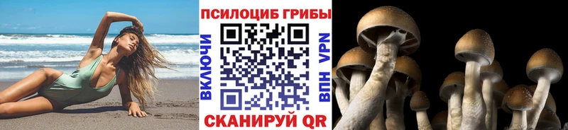 Галлюциногенные грибы Psilocybe  где можно купить наркотик  Любань 