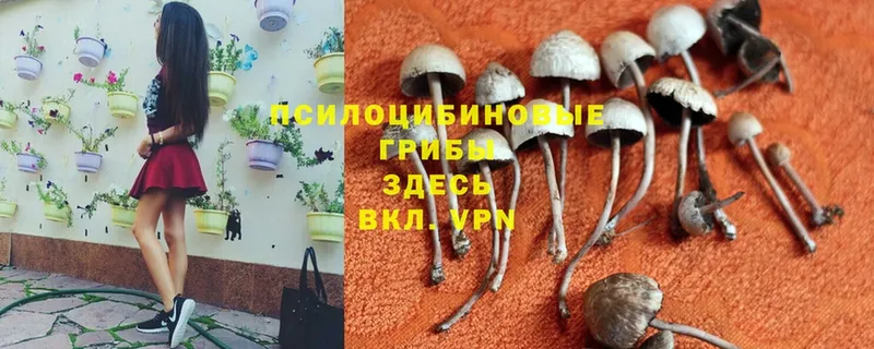 Галлюциногенные грибы ЛСД  Любань 